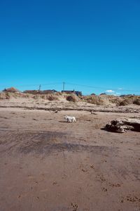 Scenic view of desert against clear blue sky