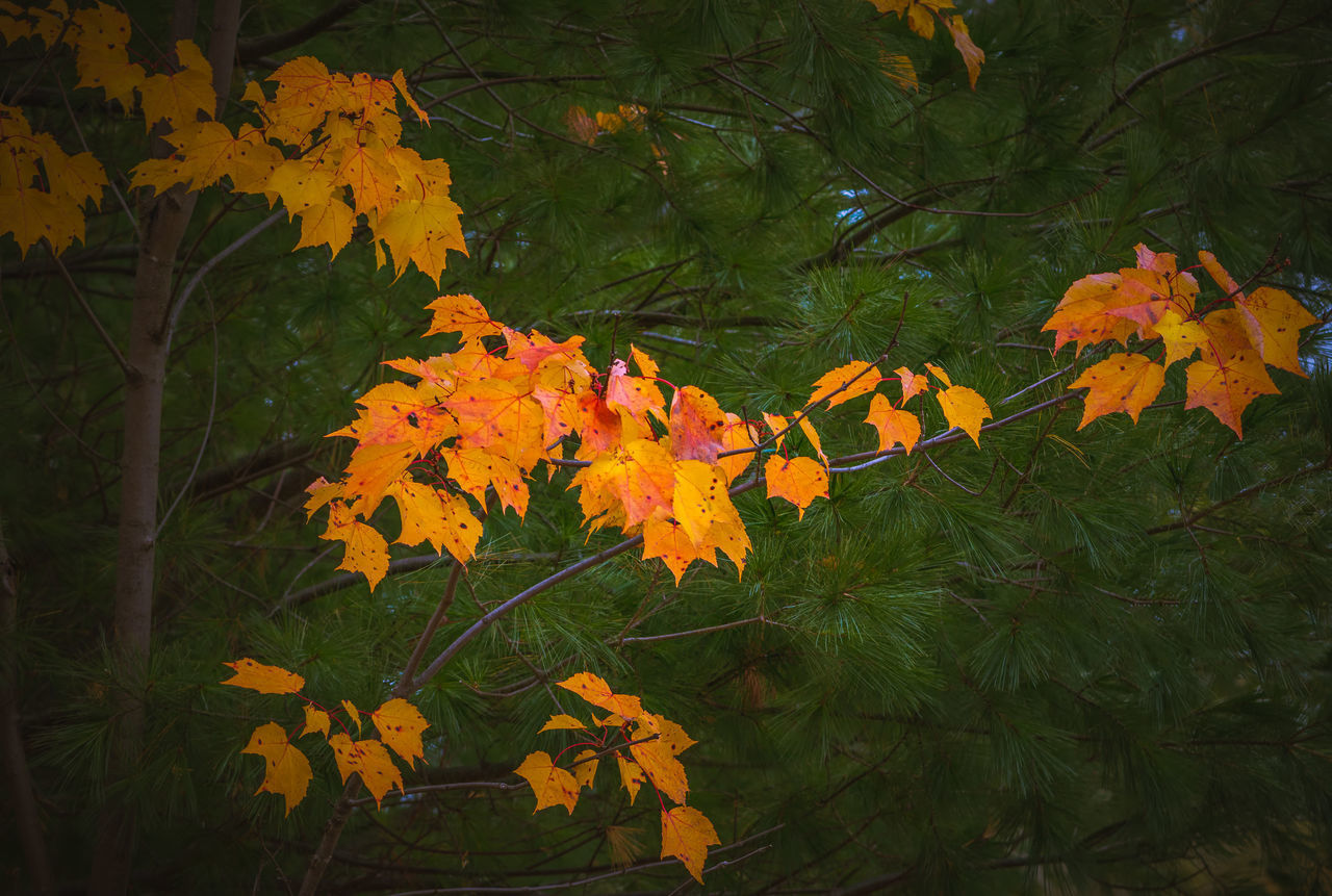 CLOSE-UP OF ORANGE LEAVES ON YELLOW FLOWERING PLANT