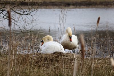 Swans and ducks swimming in lake