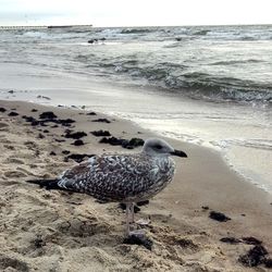 Flock of seagulls on beach