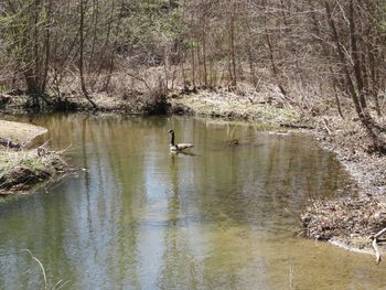 Scenic view of lake in forest