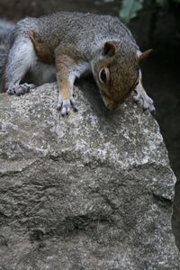 Close-up of squirrel