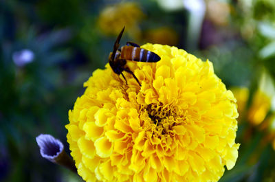 Close-up of insect on yellow flower