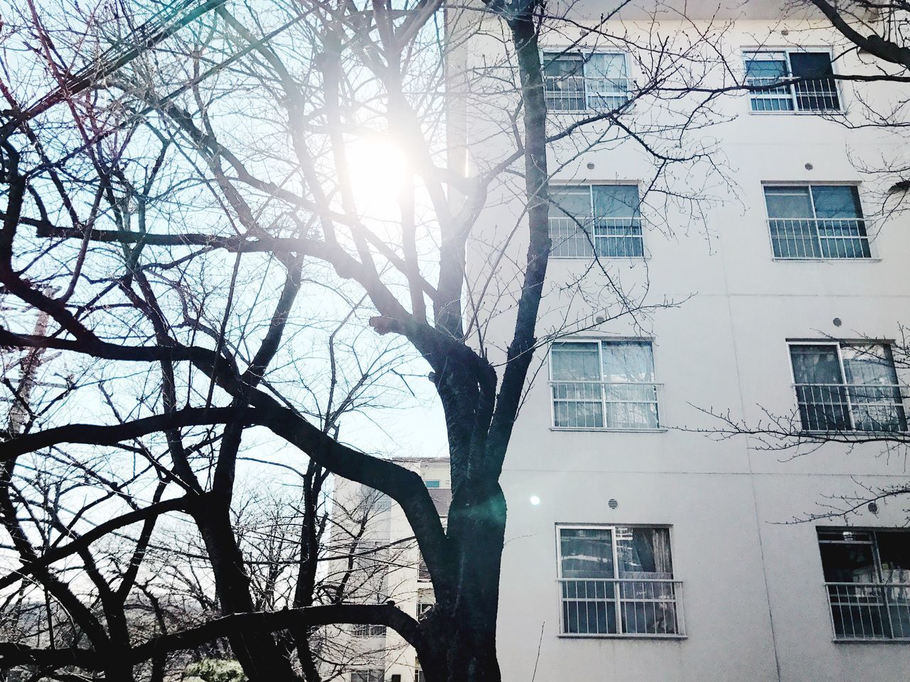 tree, bare tree, sun, low angle view, branch, sunlight, sunbeam, building exterior, no people, sky, built structure, day, nature, architecture, outdoors, close-up