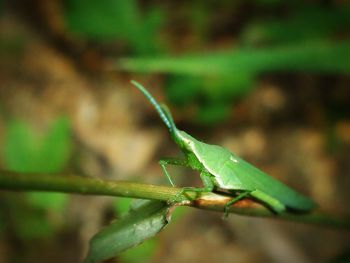 Close-up of grasshopper on leaf