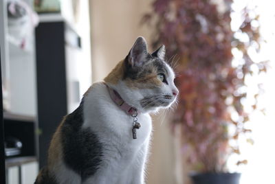 Close-up of a cat looking away