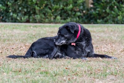Black dog relaxing on field
