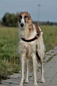 Portrait of dog standing on land