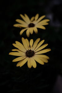 Close-up of yellow flower blooming against black background