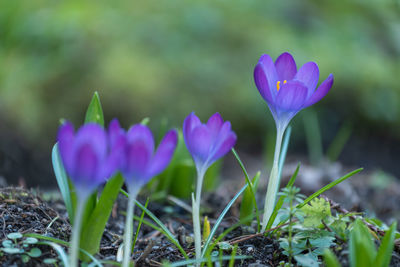 Close-up of purple crocus flowers on field