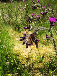 Close-up of bee pollinating on purple flower