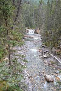 Surface level of stream along trees