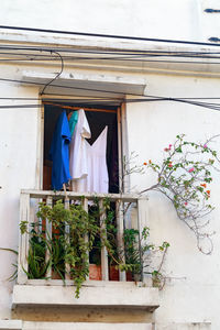 Potted plant hanging on window