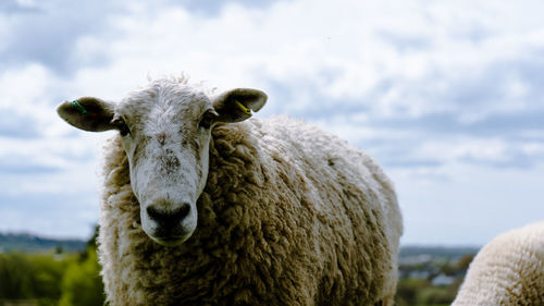 Portrait of sheep on field