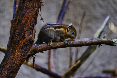 Swinhoe's striped squirrel on a tree branch, chester zoo.
