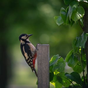 Close-up of bird perching on plant