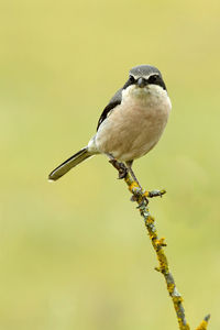 Close-up of bird perching on branch