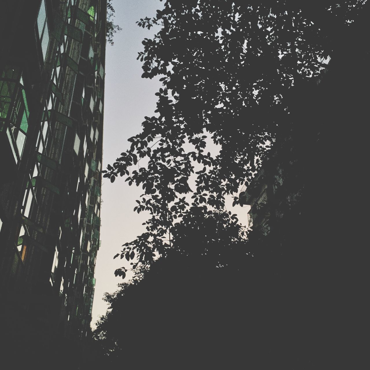 tree, low angle view, silhouette, branch, growth, built structure, clear sky, building exterior, architecture, sky, nature, night, outdoors, no people, dark, sunlight, dusk, building, tree trunk