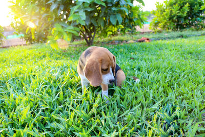 High angle view of puppy on field