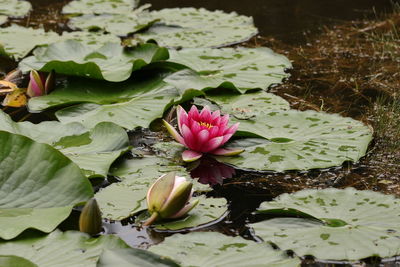 Lotus water lily in pond