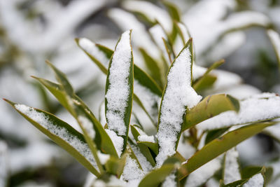 Close-up of frozen plant during winter