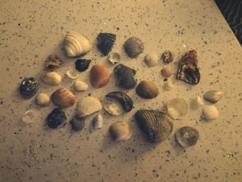 Close-up of shells