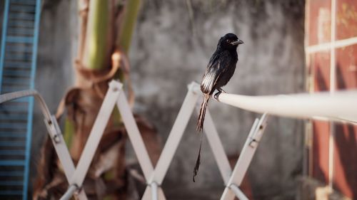 Close-up of bird perching on a fence