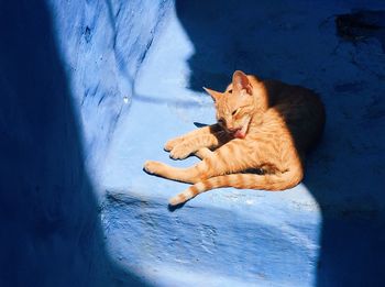 Ginger cat sitting on steps