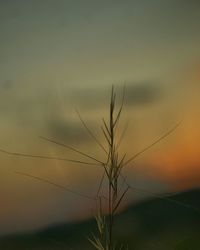 Plants growing at sunset