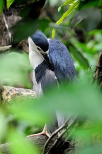 Close-up of bird perching on branch