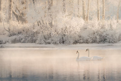 Swans swimming in lake