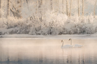 Swans swimming on a river in winter