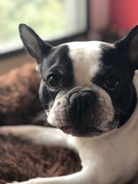 Close-up of a dog