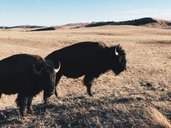 Two buffalo in a field