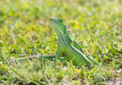 Close-up of lizard on field