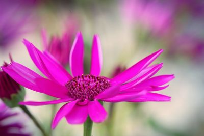 Close-up of pink flower