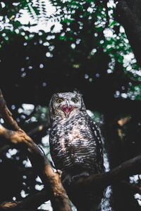Close-up of owl perching on tree