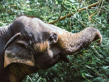 Close-up of indian elephant