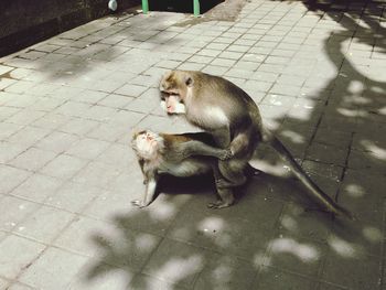 Monkeys mating outdoors