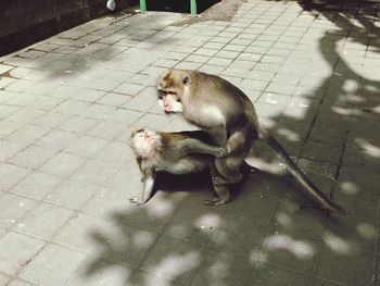 Monkey sitting outdoors