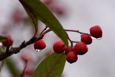 Close-up of cherries on tree