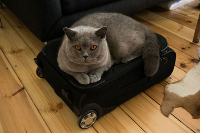 Grey cat on suitcase