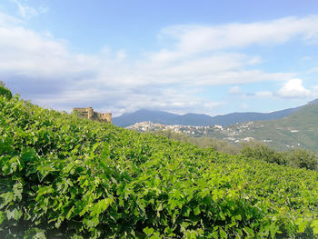 Plants growing on land against sky