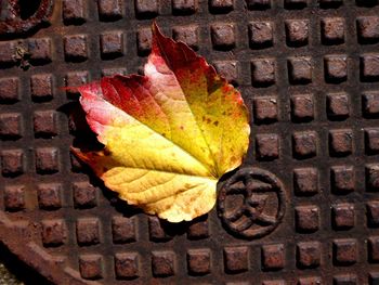 High angle view of maple leaf