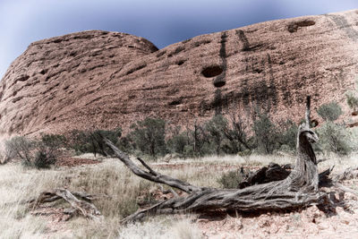 Dead tree on rock against sky