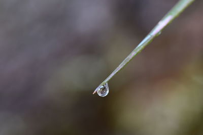 Close-up of water drops on blade of plant