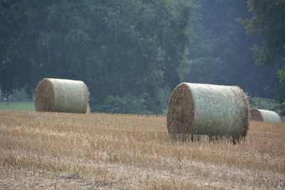 Hay bales on dried grassy field