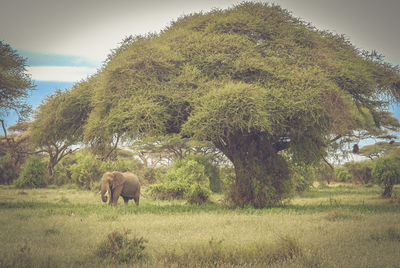 Elephant in a field