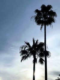 Low angle view of silhouette palm tree against sky