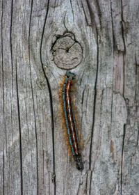 Close-up of insect on wood